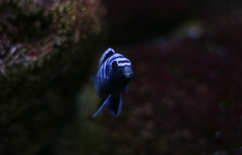 Chindongo sp. 'elongatus ornatus' Likoma Island